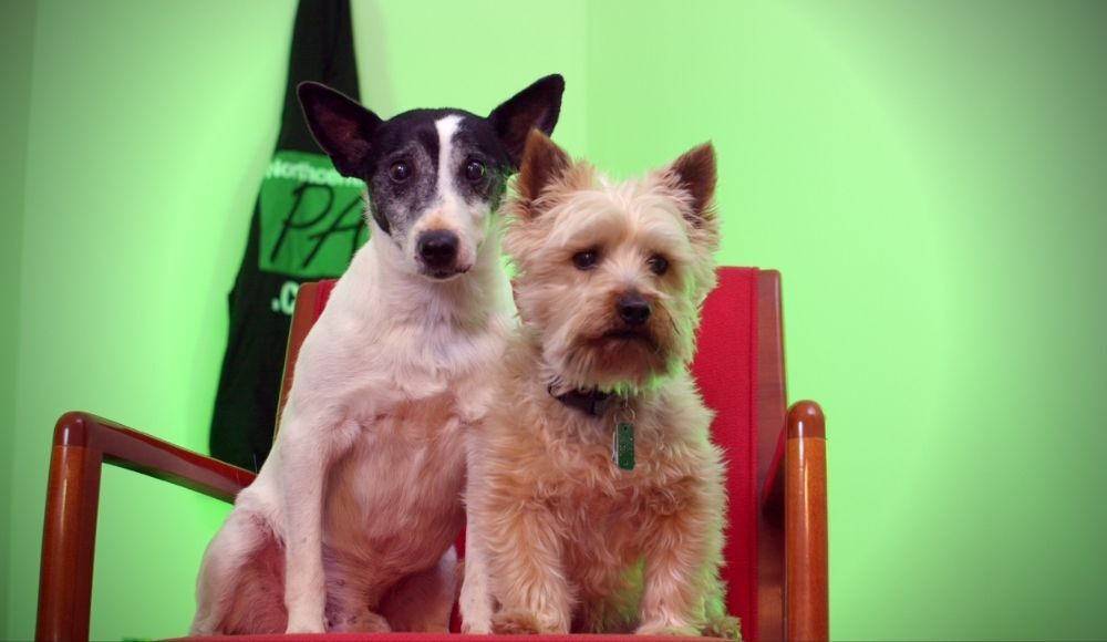 NCPA_TeamDOGS_2021.jpg